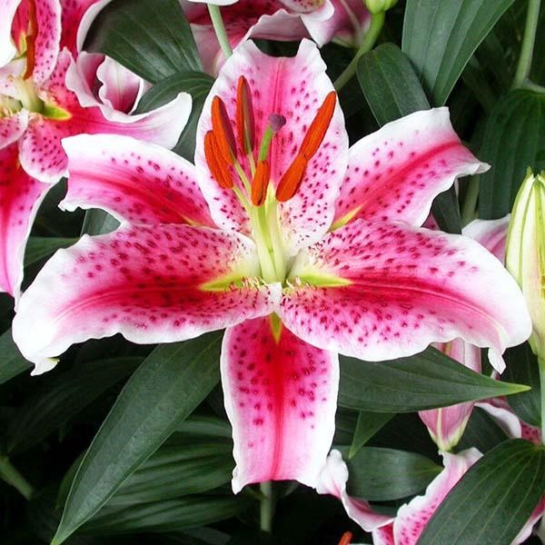  Лилия восточная Idaho (Айдахо)