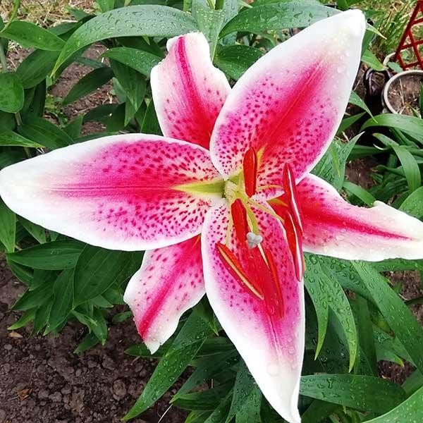  Лилия восточная Idaho (Айдахо)