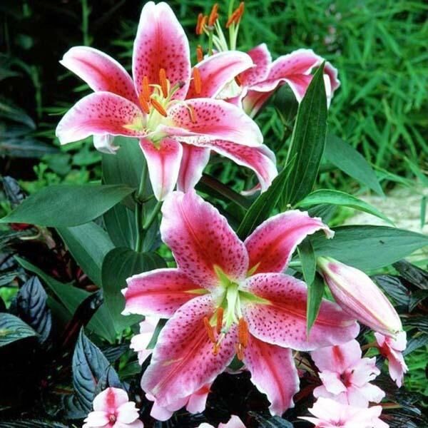  Лилия восточная Idaho (Айдахо)