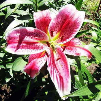  Лилия восточная Idaho (Айдахо)