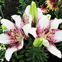 Лилия ЛА гибрид Sweet Zanika (Свит Заника)