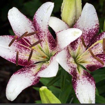  Лилия ЛА гибрид Sweet Zanika (Свит Заника)