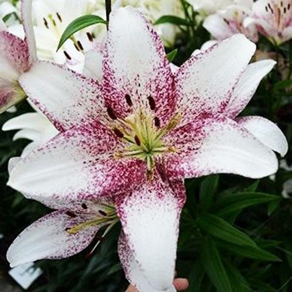  Лилия ЛА гибрид Sweet Zanika (Свит Заника)