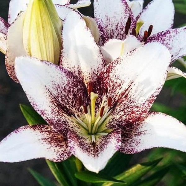  Лилия ЛА гибрид Sweet Zanika (Свит Заника)