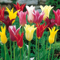 Тюльпаны лилиецветные, смесь окрасок (в упаковке - 3шт.)