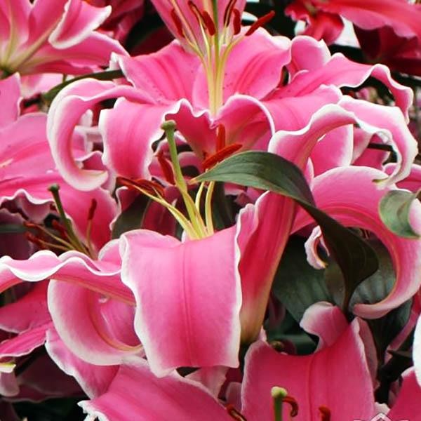  Лилия восточная Marlon (Марлон)