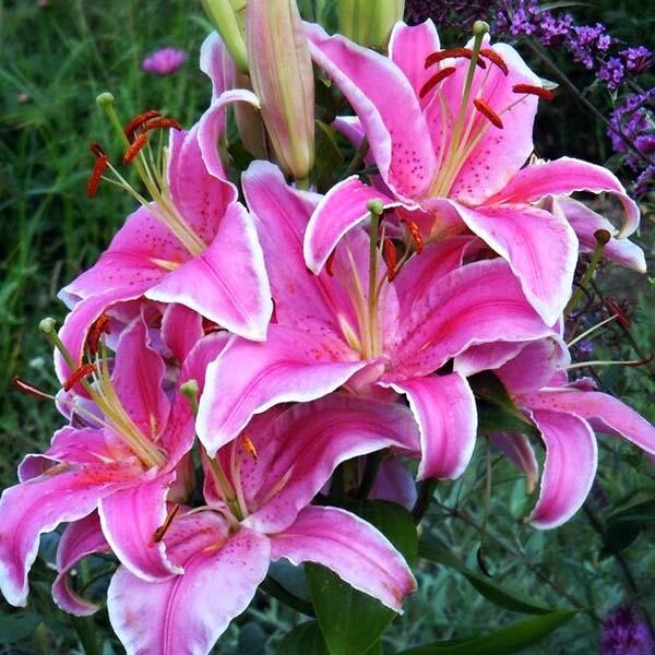  Лилия восточная Marlon (Марлон)