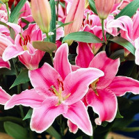  Лилия восточная Marlon (Марлон)