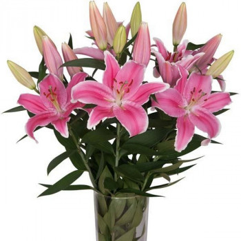  Лилия восточная Marlon (Марлон)