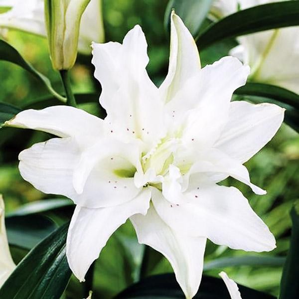  Лилия восточная Lotus Pure (Лотус Пьюр)