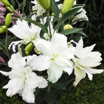  Лилия восточная Lotus Pure (Лотус Пьюр)