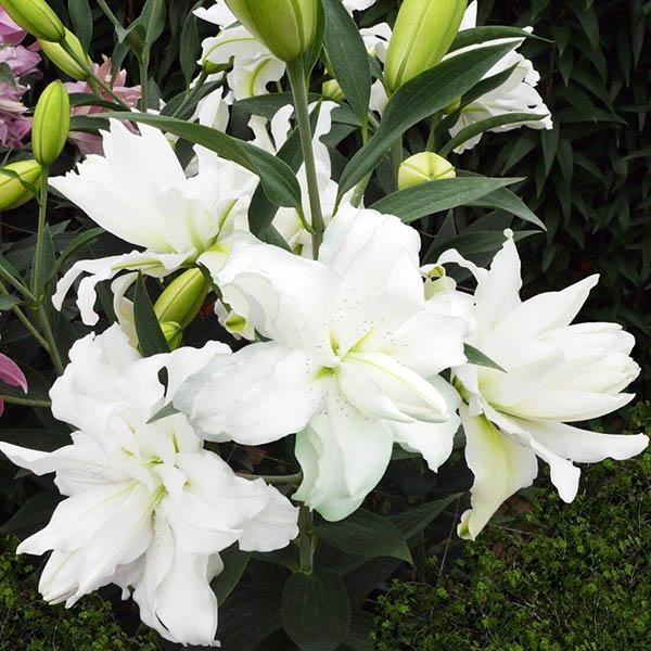  Лилия восточная Lotus Pure (Лотус Пьюр)