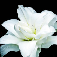  Лилия восточная Lotus Pure (Лотус Пьюр)