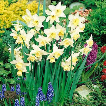 Нарцисс мини Тресамбл (в упаковке - 3шт.)