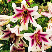  Лилия ОТ гибрид Altari (Алтари)