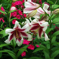  Лилия ОТ гибрид Altari (Алтари)