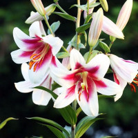  Лилия ОТ гибрид Altari (Алтари)