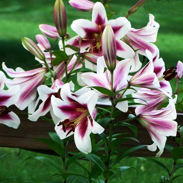  Лилия ОТ гибрид Altari (Алтари)