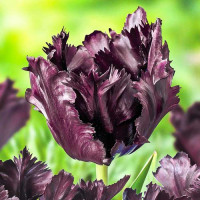 Тюльпан попугайный Фрозен Найт (в упаковке - 3шт.)