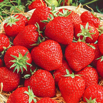 Клубника (крупноплодная) Викода 5 шт. в упаковке