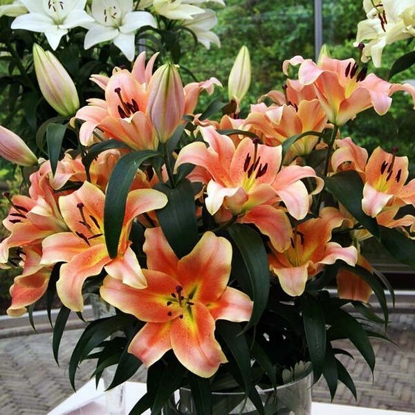  Лилия ОТ гибрид Zelmira (Зелмира)