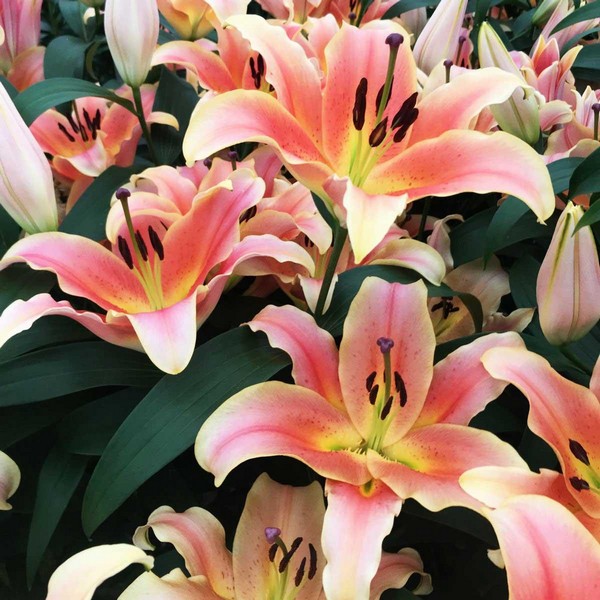  Лилия ОТ гибрид Zelmira (Зелмира)