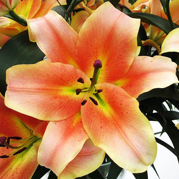  Лилия ОТ гибрид Zelmira (Зелмира)