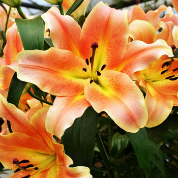  Лилия ОТ гибрид Zelmira (Зелмира)