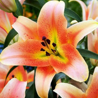  Лилия ОТ гибрид Zelmira (Зелмира)