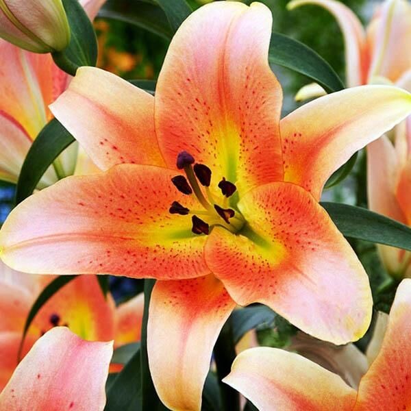  Лилия ОТ гибрид Zelmira (Зелмира)