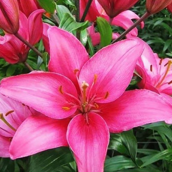  Лилия азиатская Arosa Jewel (Ароза Джуел)