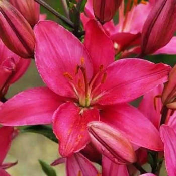  Лилия азиатская Arosa Jewel (Ароза Джуел)