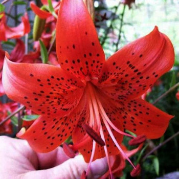  Лилия Red Life (Рэд Лайф)