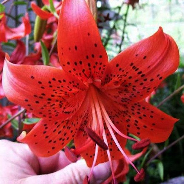  Лилия Red Life (Рэд Лайф)