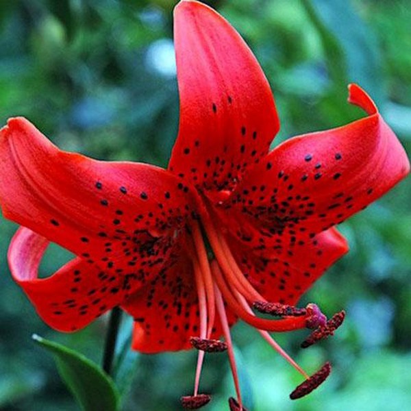  Лилия Red Life (Рэд Лайф)