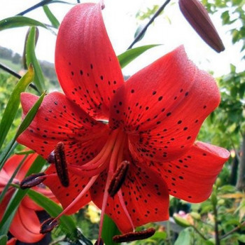  Лилия Red Life (Рэд Лайф)