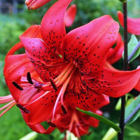  Лилия Red Life (Рэд Лайф)