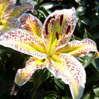  Лилия восточная Tigermoon (Тайгермун)