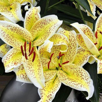  Лилия восточная Tigermoon (Тайгермун)