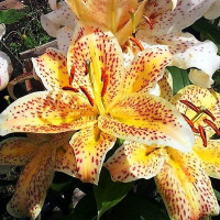  Лилия восточная Tigermoon (Тайгермун)