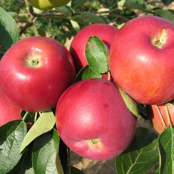 Саженцы Яблоня Джулия