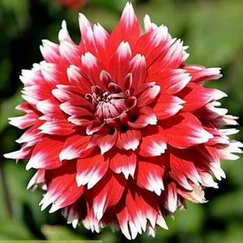 Саженцы Георгина декоративная Double Jeu (Дабл Жу)