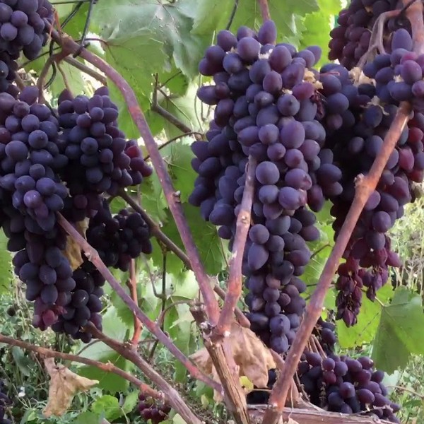 Саженцы Виноград кишмиш Запорожский