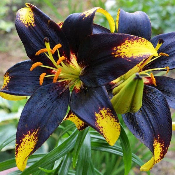  Лилия азиатская Lion Heart (Лайон Харт)