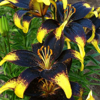  Лилия азиатская Lion Heart (Лайон Харт)