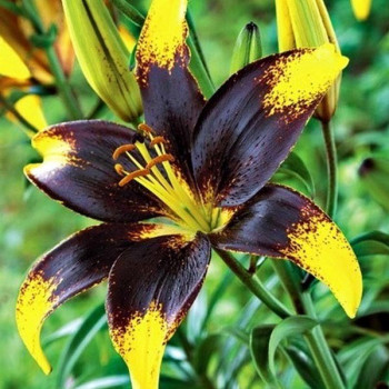  Лилия азиатская Lion Heart (Лайон Харт)