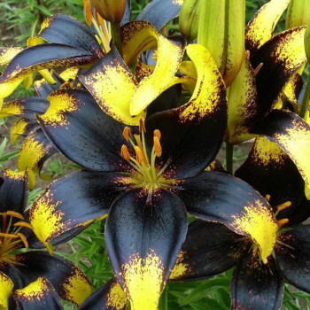  Лилия азиатская Lion Heart (Лайон Харт)