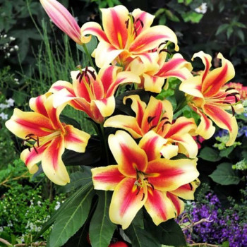  Лилия ОТ гибрид Flavia (Флавия)