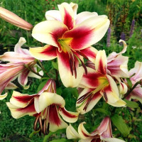  Лилия ОТ гибрид Flavia (Флавия)