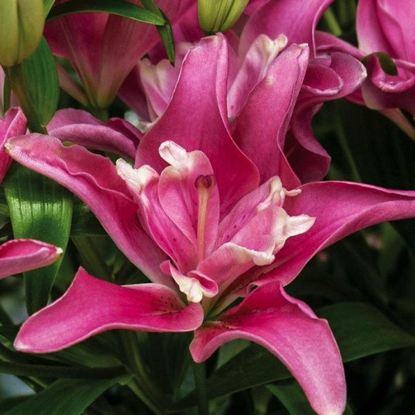  Лилия азиатская Candy Blossom (Кэнди Блоссом)